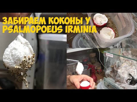 Видео: Забираем коконы у Psalmopoeus irminia