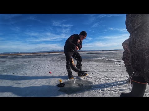 Видео: ВОТ ЭТО МОНСТРЫ! РЫБАЛКА НА ЖЕРЛИЦЫ ПО ПОСЛЕДНЕМУ ЛЬДУ!