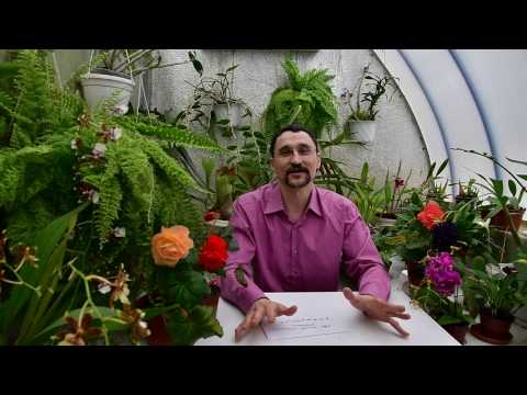 Видео: О температуре выращивания растений. Зависимость скорости и качества