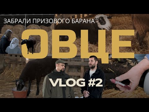 Видео: Отдаю барана победителю! Что нового на ферме | ОВЦЕ-влог №2