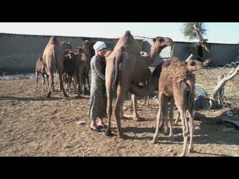 Видео: Созақ ауданында түйе шаруашылығы жақсы дамып жатыр