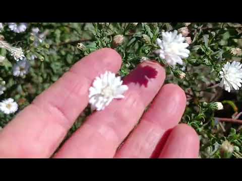 Видео: Сад півдня Прогулянка садомЦвітуть айстри багаторічніРозпускаються міскантусиКраса навколо
