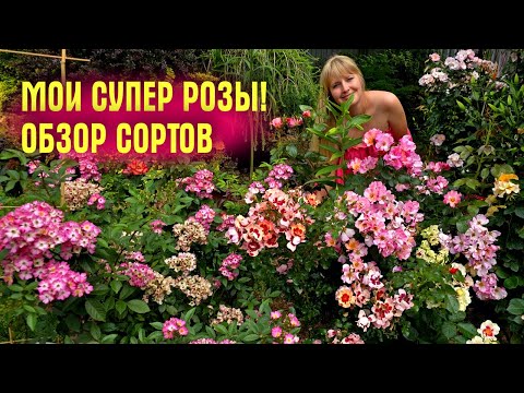 Видео: Мои СУПЕР РОЗЫ! Прогулка по саду, ОБЗОР НЕПРИХОТЛИВЫХ и КРАСИВЫХ СОРТОВ РОЗ
