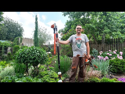 Видео: МК от Александра Высоконова. Как правильно стричь декоративные кусты и скальные можжевельники.