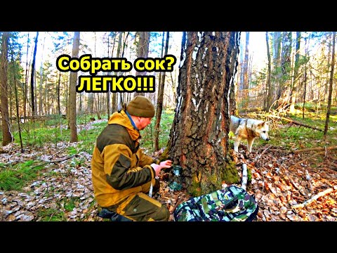 Видео: Сбор березового сока. Самый простой и самый дешёвый способ сбора сока.