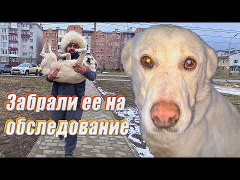 Видео: Старенькую собаку выкинули на улицу, все морозы она спала на земле.Я забрала ее на обследование.
