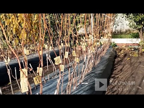 Видео: Шкiлка винограду, 2.11. 2025 р
