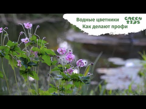 Видео: Водные растения для пруда и растения водоемов 💦