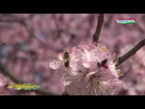 Видео: Тоҷикистон Конибодом / Tajikistan Konibodom