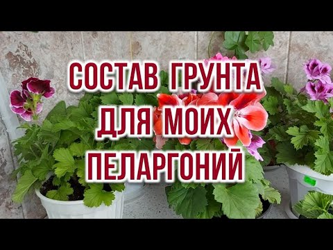 Видео: Состав грунта для моих пеларгоний. Выпуск от 28.08.21