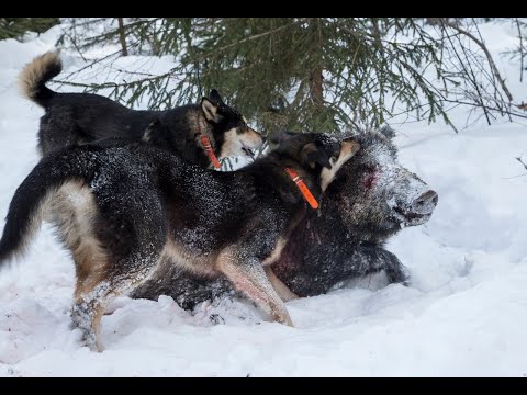 Видео: Охота на кабана с лайками (Wild boar hunting with dogs).