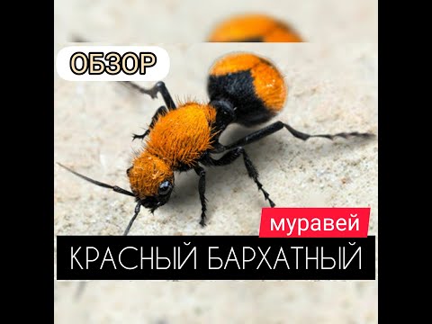 Видео: КРАСНЫЙ БАРХАТНЫЙ МУРАВЕЙ или просто Пчёл! Ударник, спец по стрелкам! The Ants: Underground Kingdom