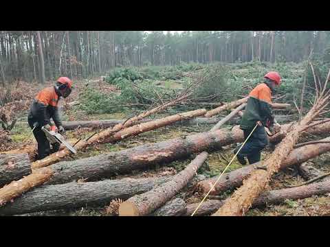 Видео: Валка леса /// 160 куб за 2 дня /// 🌲🌲🌲