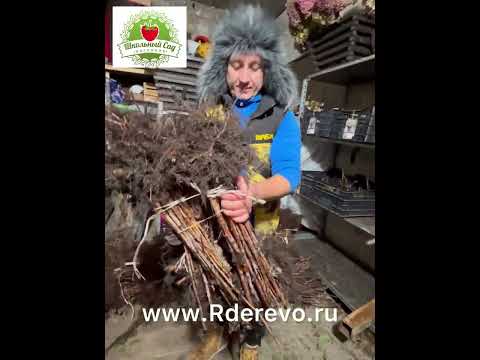 Видео: Малина от питомника «Школьный Сад»