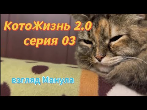 Видео: КотоЖизнь 2.0 серия 03 Жизнь продолжается)))