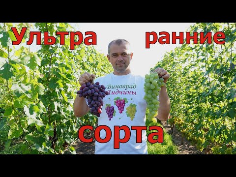 Видео: Ультра ранние сорта винограда . Обзор виноградника на  02.08.2024г.