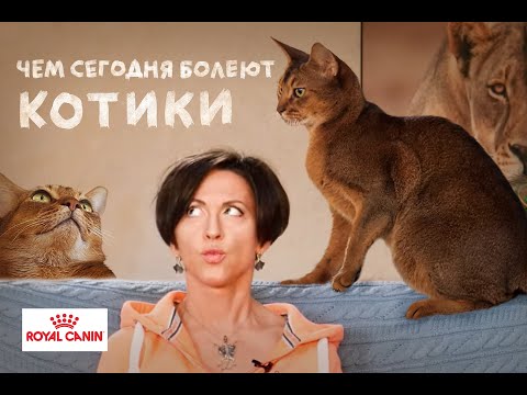 Видео: У кошки не девять жизней: тренды кошачьих болезней \\ Всё как у зверей