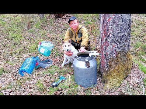 Видео: СИБИРСКАЯ ДЕРЕВНЯ. СБОР БЕРЕЗОВОГО СОКА.