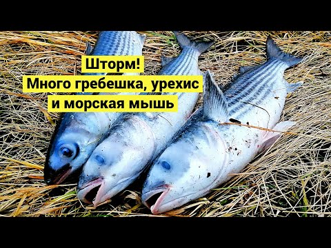 Видео: Шторм! Много гребешка, урехис и морская мышь