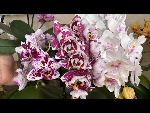 Видео: В гостях у зрителей ( коллекция Ольги часть 3 )