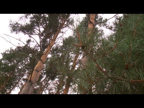 Видео: «Сельский порядок». Солдатское Старооскольского округа (6.09.2017)