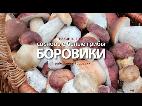 Видео: 03.10.24. СОСНОВЫЕ белые грибы! Наконец-то!!!!