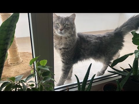 Видео: Экономное меню день 15.