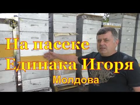 Видео: Пасека Единака Игоря (Молдова)