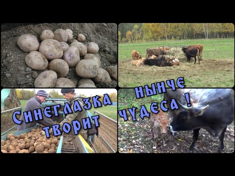 Видео: Урожай картошки удался на славу. Корова отелилась в лесу.
