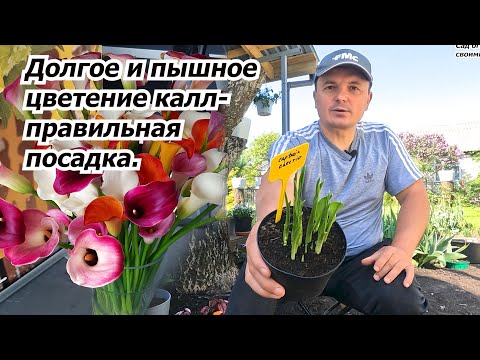 Видео: Посадка калл в горшки и на клумбу. Все тонкости и нюансы.