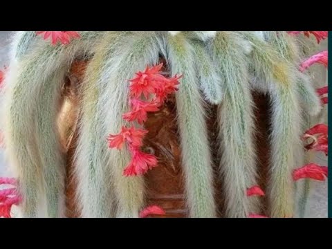 Видео: Кактус Мавп'ячий хвіст" (Cleistocactus colademononis / Hildewintera colademononis (Monkey's Tail),