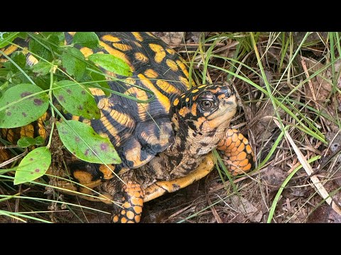 Видео: Восточные коробчатые черепахи все еще активны!