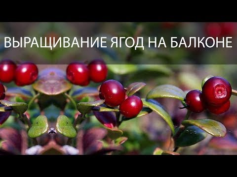 Видео: Выращивание лесных ягод на балконе под фитолампами. (Часть 2) Брусника, клюква, черника и пр.