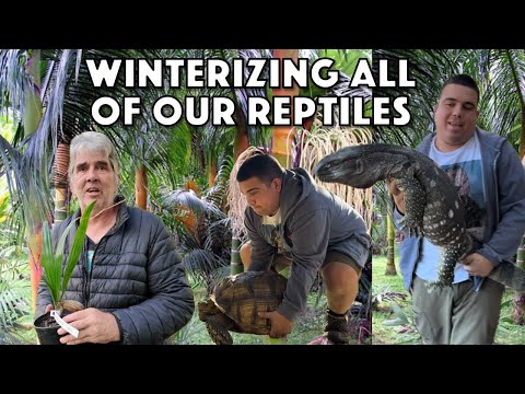 Видео: Как мы готовим к зиме наших рептилий и редкие пальмы в Центральной Флориде.