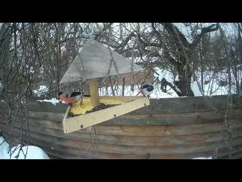 Видео: Кафешка