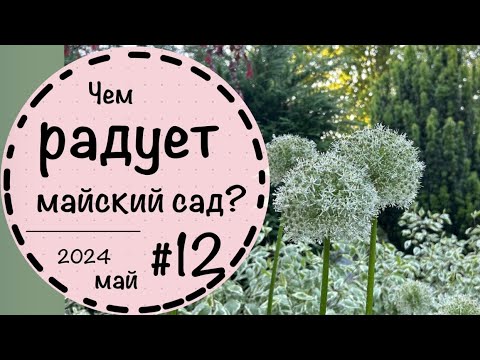 Видео: ☘️Прогулка по саду - 12 ☘️Зацвели декоративные луки☘️ Вейгела ☘️ Май 2024