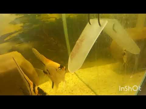 Видео: Приятные моменты на разводне.