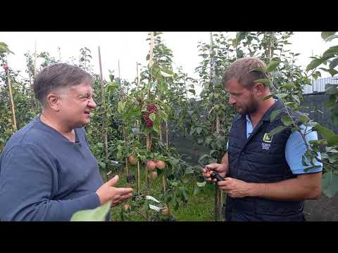 Видео: Что такое дерево-сад?