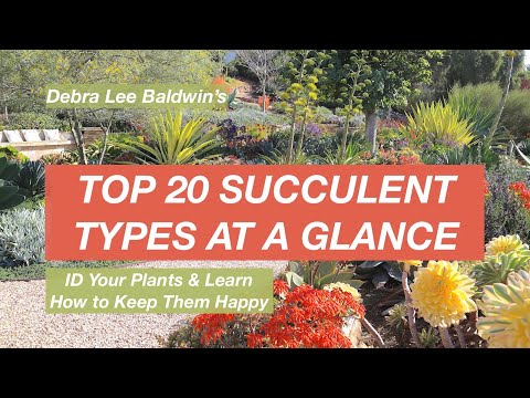 Видео: Обзор 20 лучших видов суккулентов
