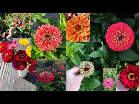 Видео: 20 різних циній / майорців . Показую що виросло з ріхних пачок.