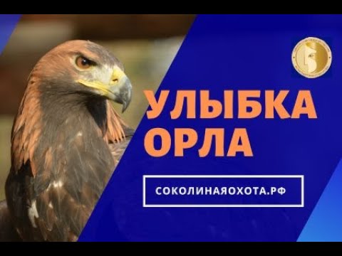 Видео: СОКОЛИНАЯ ОХОТА. Константин Соколов. Орёл, ястреб, сокол 10.04.20. Прямой эфир.