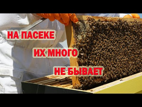 Видео: На пасеке их много не бывает! Это надо знать!