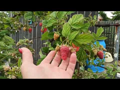 Видео: Очередные подкормки на летних сортах малины! Омск, 05.07.2022г.