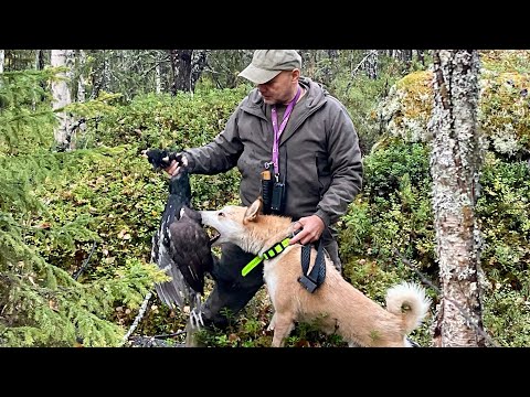 Видео: В поисках медведя от привад  ! Глухариный рай ! Арчи в работе ! Впереди ждет охота на ягодниках !