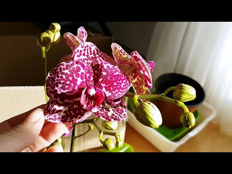 Видео: 129. ОРХИДЕЙНЫЕ ХОТЕЛКИ приехали! Посылка от OrchIDEENgarten. Каттлеи и Дикий кот!