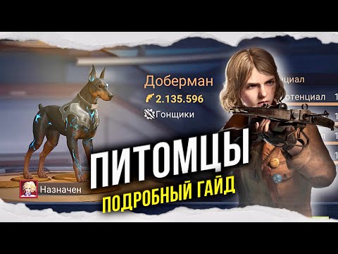 Видео: NEW: Питомцы - Полный разбор - State of Survival