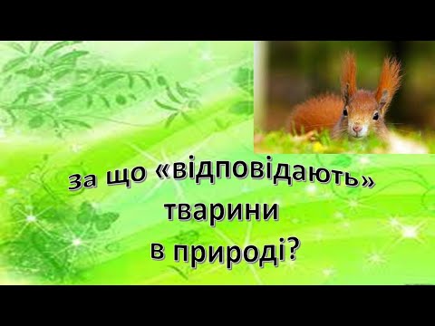 Видео: Урок 76  За що відповідають тварини в природі? Я досліджую світ 3 клас.