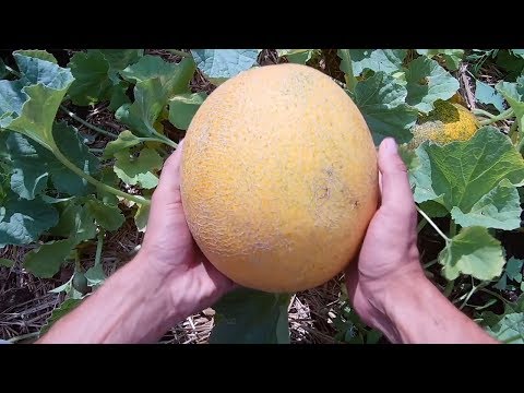 Видео: СУПЕР УРОЖАЙ ДЫНЬ РАССАДА ФОРМИРОВКА ПОДКОРМКИ СБОР УРОЖАЯ