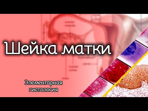 Видео: Шейка матки | Элементарная гистология