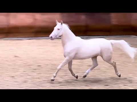 Видео: Чемпионат ахалтекинской породы в Битце. 2025